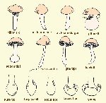 Mantar Nedir, Çeşitleri Nelerdir? Mantar Nedir, Çeşitleri Nelerdir?