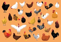 Kümes Hayvanları Yetiştirme Ders Notu