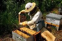 Arıcılıkta Temel Bilgiler