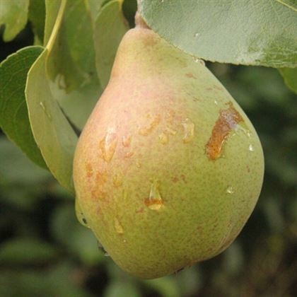 Karahüseyin Armut Çeşidi Ve Özellikleri