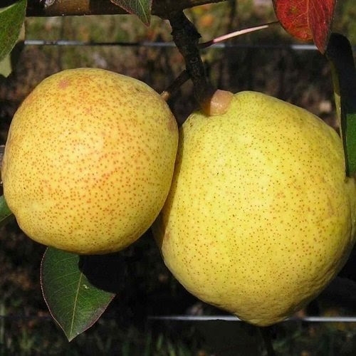 Marguerite Marillat Armut Çeşidi Ve Özellikleri