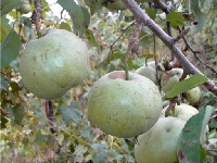 Ankara Armut Çeşidi Ve Özellikleri