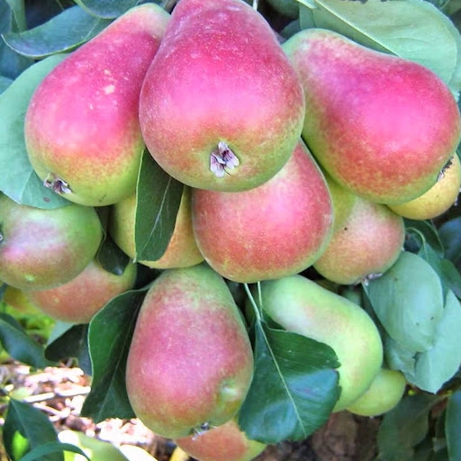 Santa Mari̇a Armut Çeşidi Ve Özellikleri