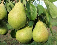 Ekşi Sulu Armut Çeşidi Ve Özellikleri