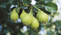 Akça Armut Çeşidi Ve Özellikleri
