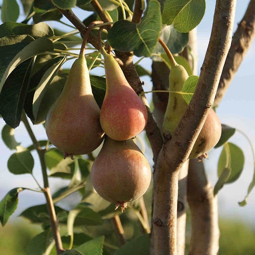 Haziran Güzeli Armut Çeşidi Ve Özellikleri