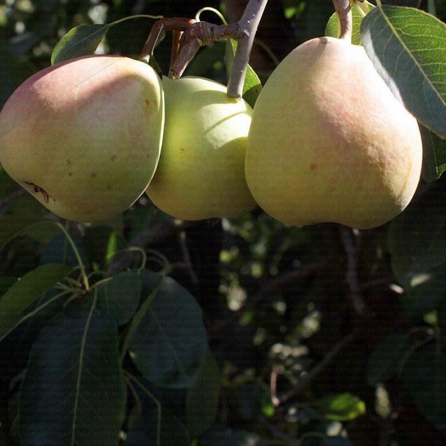 Coscia Armut Çeşidi Ve Özellikleri