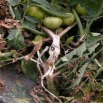 Sebzelerde Beyaz Çürüklük Hastalığı Belirtileri Ve Mücadele Yöntemleri