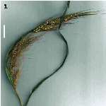 Çeltiksi Darıcan Otu Nedir?