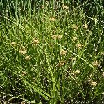 Kindira Otu Nedir? Kindira Otu Nedir?