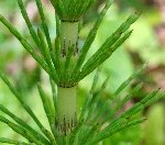 Atkuyruğu (Akhidiba) Otu Nedir?