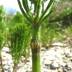 Atkuyruğu (Akhidiba) Otu Nedir?