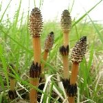 Atkuyruğu (Akhidiba) Otu Nedir?