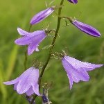 Çan Çiçeği Otu Nedir? Çan Çiçeği Otu Nedir?