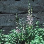 Çan Çiçeği Otu Nedir? Çan Çiçeği Otu Nedir?