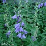 Çan Çiçeği Otu Nedir? Çan Çiçeği Otu Nedir?