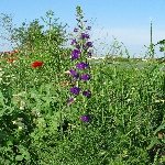 Bit (Hazeran, Kokar Otu, Mezevek) Otu Nedir?