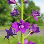 Bit (Hazeran, Kokar Otu, Mezevek) Otu Nedir?