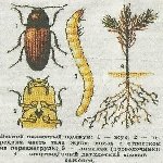 Sebzelerde Telkurdu Nedir? Zararları Ve Mücadele Yöntemleri