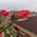 Gülde Yaprak Biti Nedir? Zararları Ve Mücadele Yöntemleri