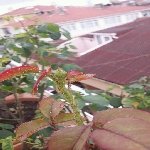 Gülde Yaprak Biti Nedir? Zararları Ve Mücadele Yöntemleri