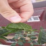 Gülde Yaprak Biti Nedir? Zararları Ve Mücadele Yöntemleri