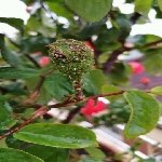 Gülde Yaprak Biti Nedir? Zararları Ve Mücadele Yöntemleri