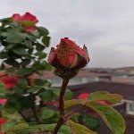 Gülde Yaprak Biti Nedir? Zararları Ve Mücadele Yöntemleri