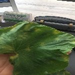 Yalancı Mildiyö Hastalığı Nedir?