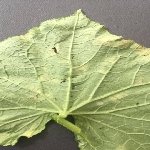 Yalancı Mildiyö Hastalığı Nedir?