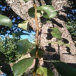 Armut Psillidi Nedir? Zararları Ve Mücadele Yöntemleri