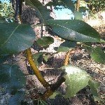 Armut Psillidi Nedir? Zararları Ve Mücadele Yöntemleri