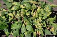 Fasulye Hale Yanıklığı Hastalığı Fasulye Hale Yanıklığı Hastalığı