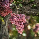 Üzüm Yetiştiriciliği Nasıl Yapılır?