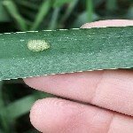 Hububatta Süne Nedir? Zararları Ve Mücadele Yöntemleri