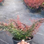 Kadın Tuzluğu (Berberis) Yetiştiriciliği Püf Noktaları Nelerdir?