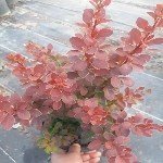 Kadın Tuzluğu (Berberis) Yetiştiriciliği Püf Noktaları Nelerdir?