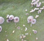 Turunçgil Kabuklu Biti Nedir? Zararları Ve Mücadele Yöntemleri