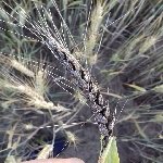 Buğday Rastığı Hast. Belirtileri, Nedenleri Ve Mücadele Yöntemleri