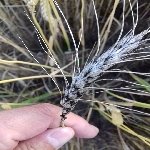 Buğday Rastığı Hast. Belirtileri, Nedenleri Ve Mücadele Yöntemleri