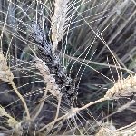 Buğday Rastığı Hast. Belirtileri, Nedenleri Ve Mücadele Yöntemleri