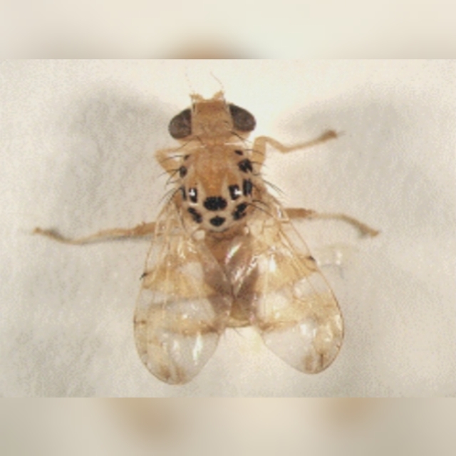 Kavun Sineği Nedir? Zararları Ve Mücadele Yöntemleri