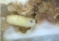 Kavun Sineği Nedir? Zararları Ve Mücadele Yöntemleri