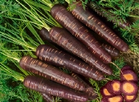 Siyah Havucun Faydaları Ve Zararları Nelerdir?