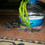 Biber Yetiştiriciliği Nasıl Yapılır? Biber Yetiştiriciliği Nasıl Yapılır?