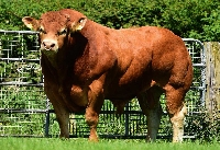 Limousin Sığırı Et Verimi Ve Diğer Özellikleri