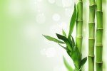 Bambu Ağacı Nedir? Bambu Ağacı Nedir?