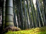 Bambu Ağacı Nedir? Bambu Ağacı Nedir?