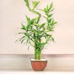 Bambu Ağacı Nedir? Bambu Ağacı Nedir?