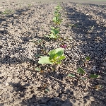 Şeker Pancarı Yetiştiriciliği Nasıl Yapılır?